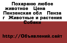 Похараню любое животное › Цена ­ 800 - Пензенская обл., Пенза г. Животные и растения » Собаки   
